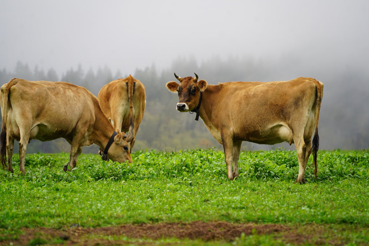 Raw Milk Herdshare – Populist Creamery